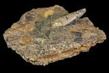 Huge, Deinosuchus Tooth In Stone - Aguja Formation, Texas #116576-2